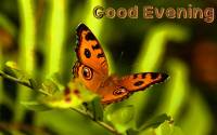 Good-Evening-Butterfly