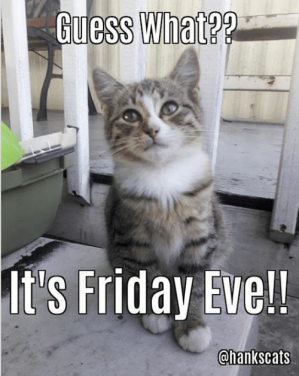 uess-what-its-friday-eve-chankscats-happy-friday-eve-guys-17457852