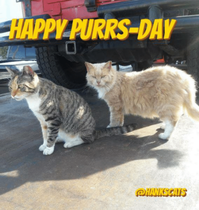pilpurrs-day-happy-friday-eve-lovely-friends-we-_3-you-6662413