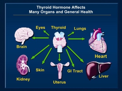 thyroid affects